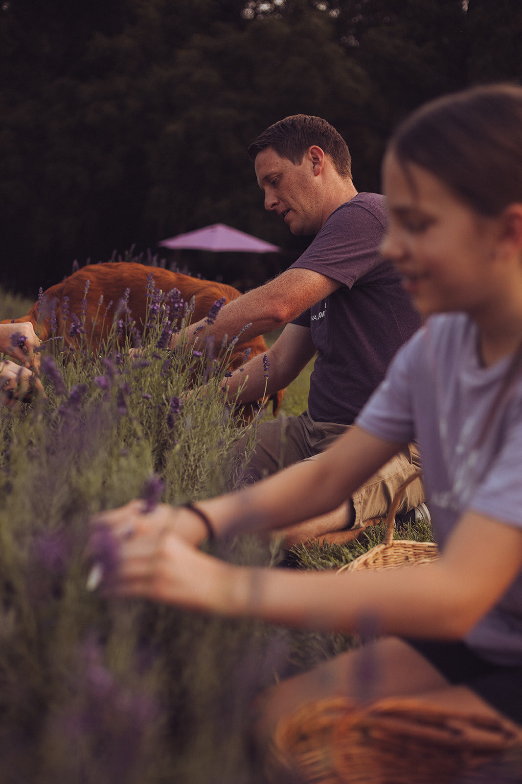 Iowa Lavender_F20A4885