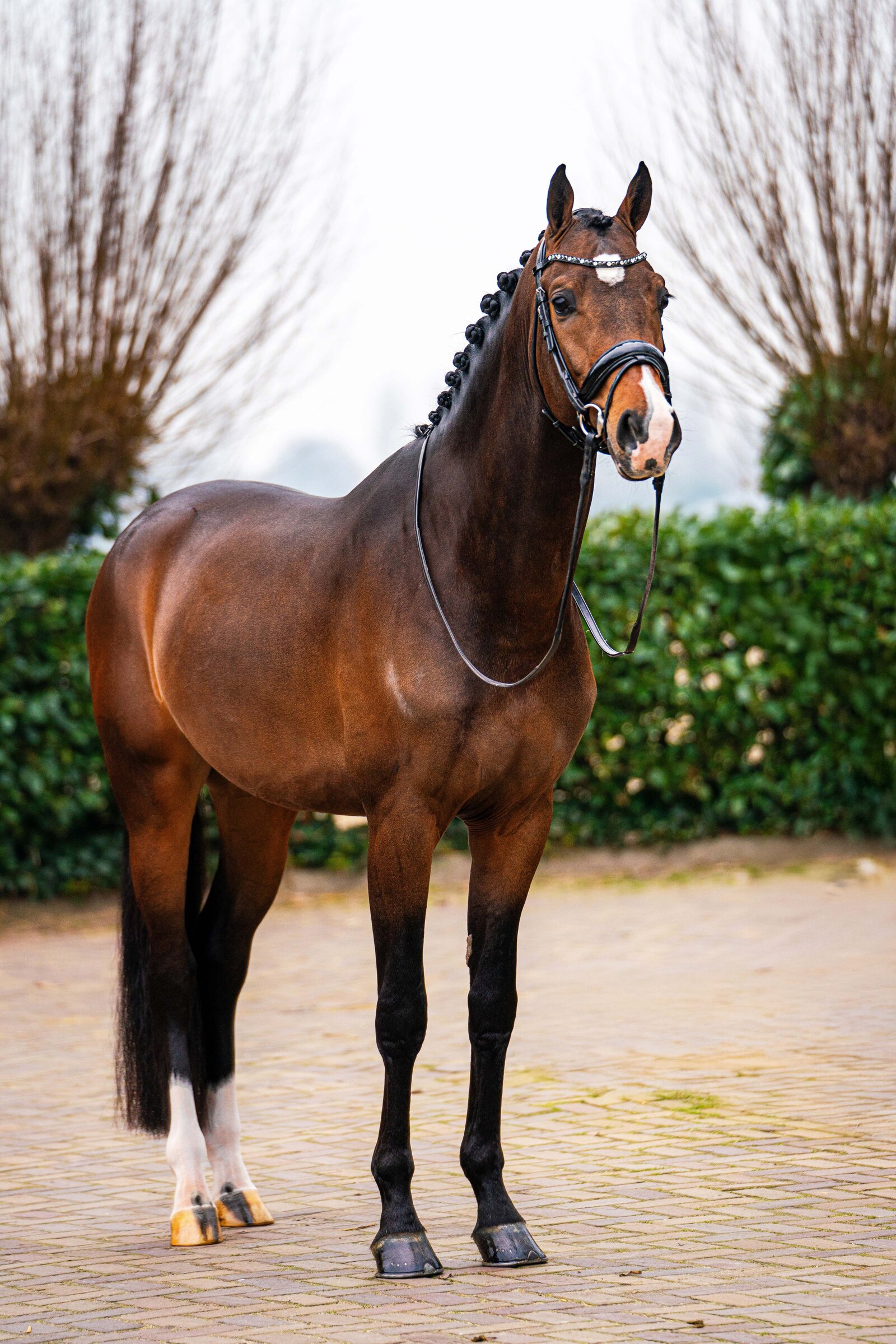 Verkoopfoto gemaakt door Cheyenne Vlottes