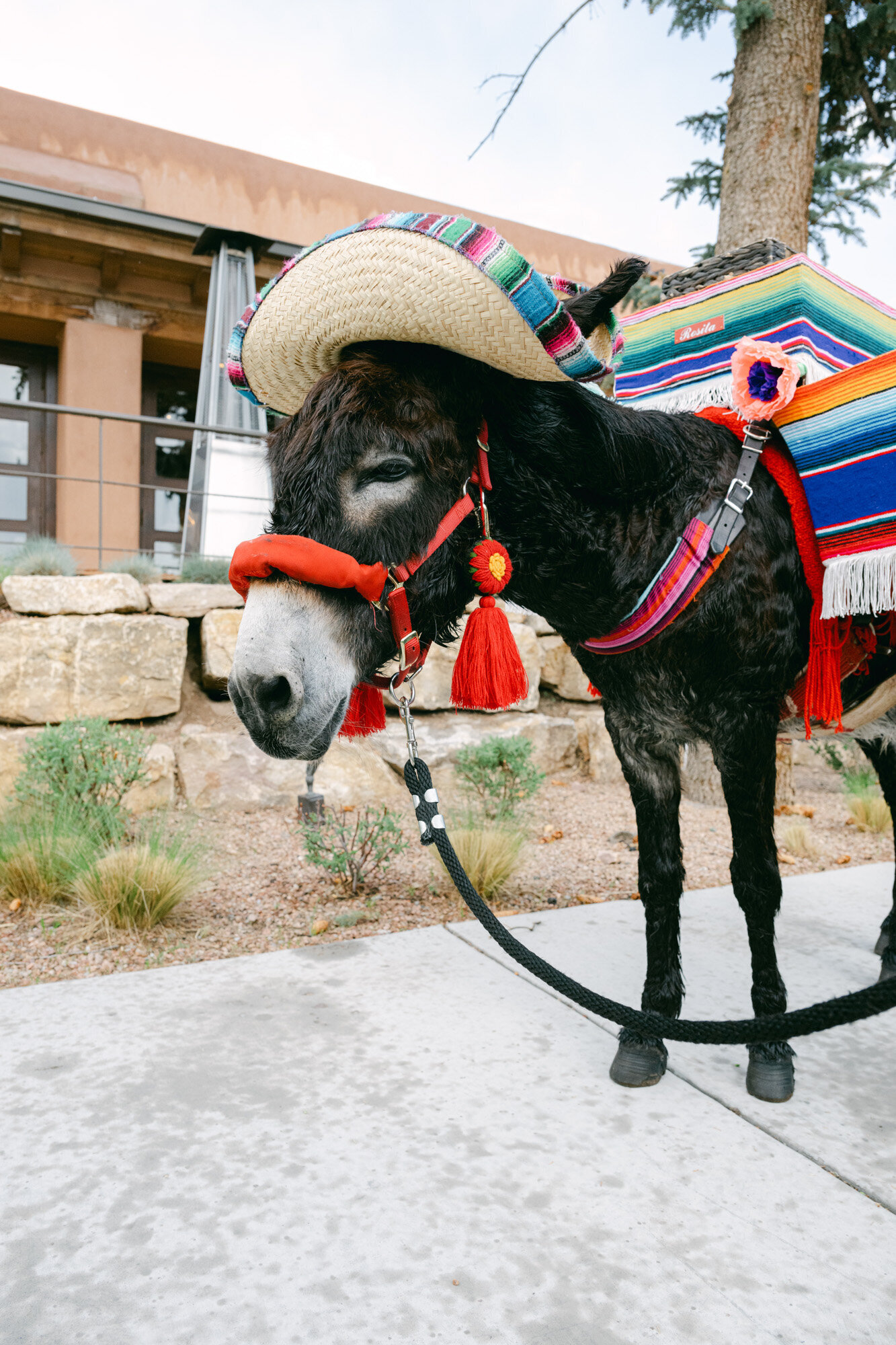 Bishops-Lodge-Santa-Fe-New-Mexico-Wedding-Coryn-Kiefer-Photography-113