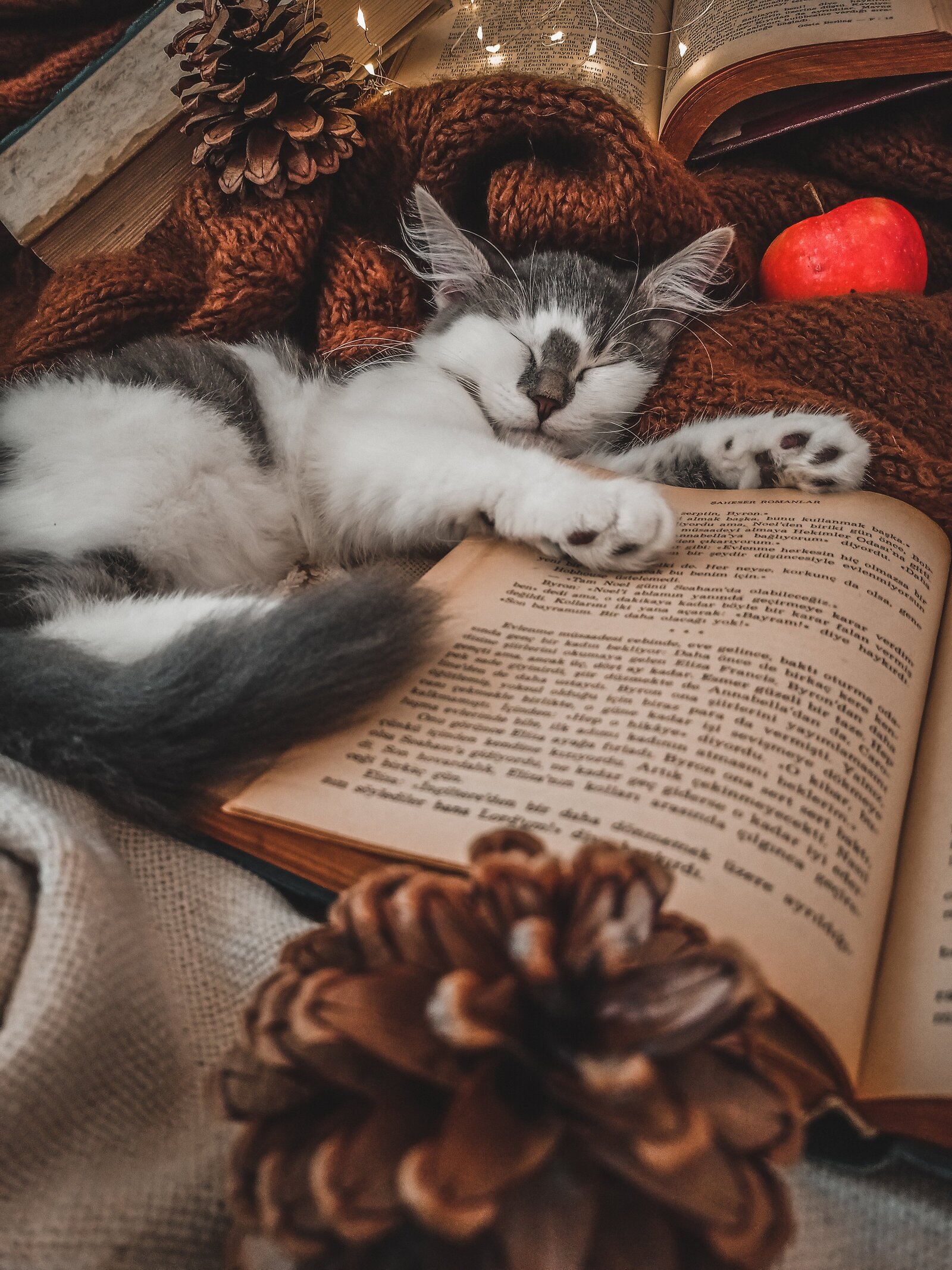 Pension pour chats clermont ferrand