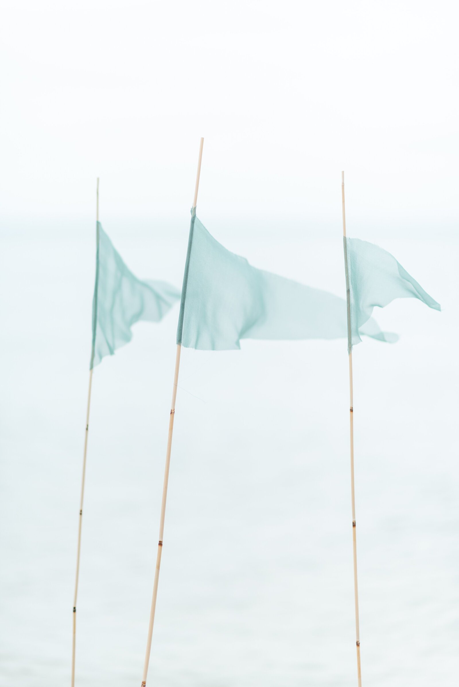 Blue-flags-on-the-beach-in-southwestern-ontario