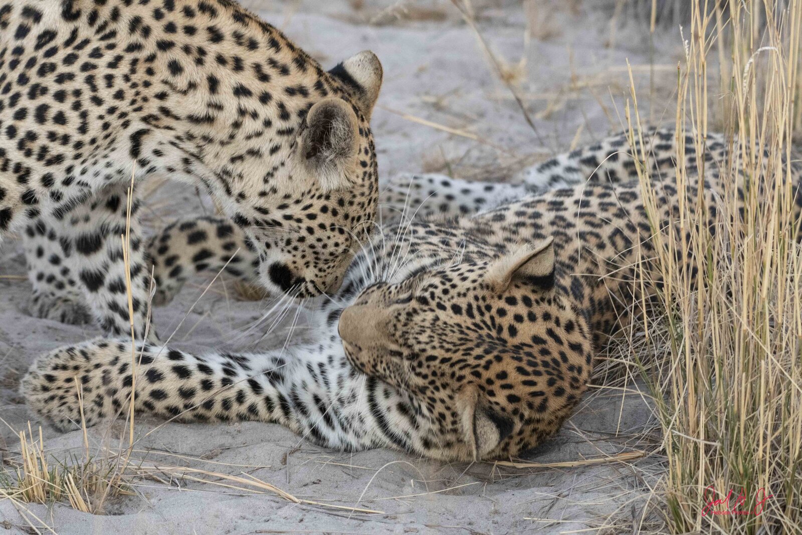 2019 Leopard (5)