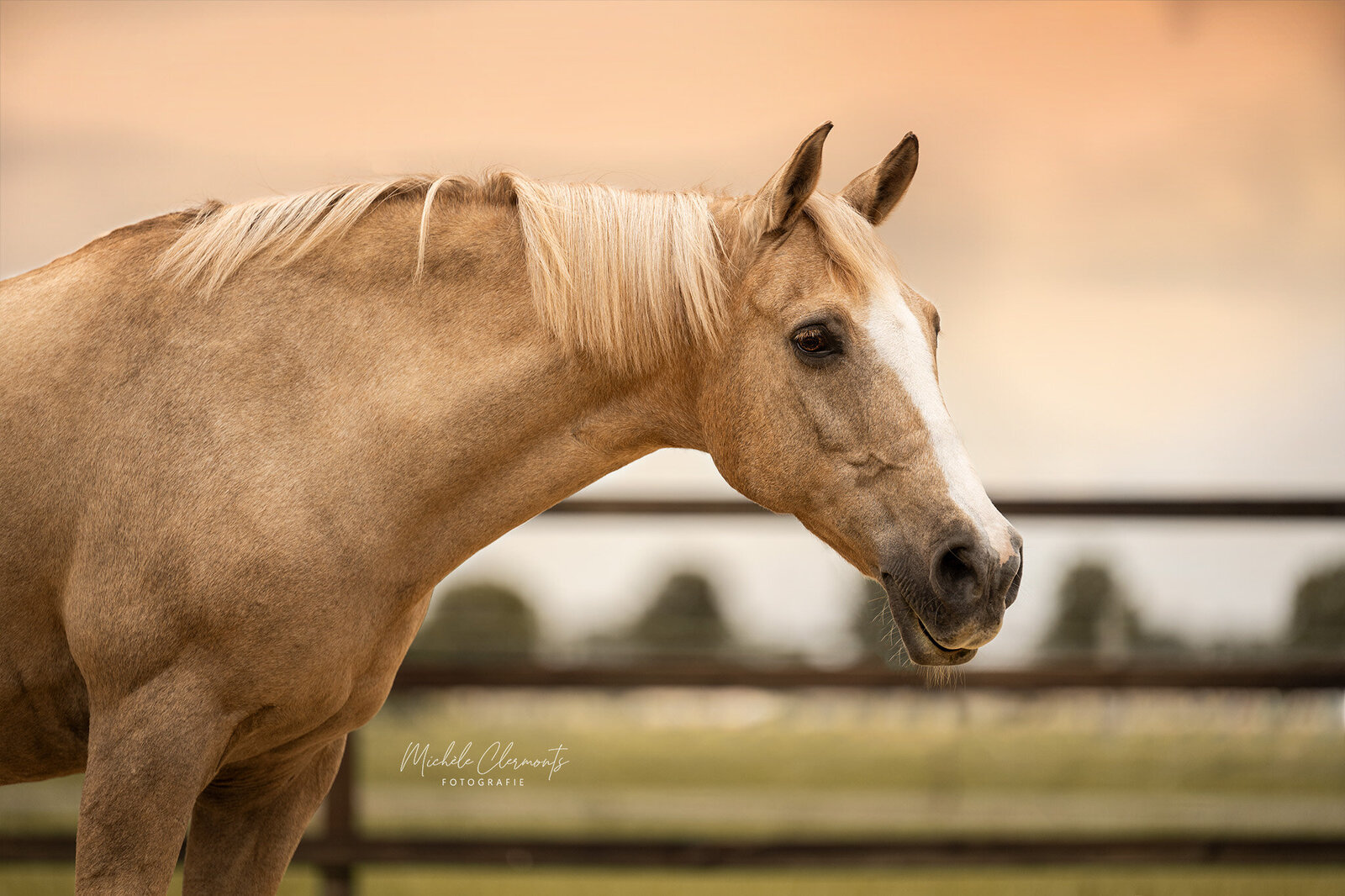 DSC_0129-7-paardenfotograaf-michele-clermonts-fotografie