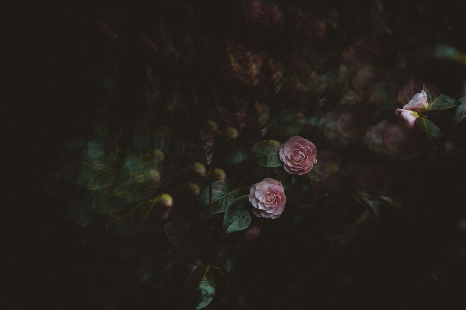 A dark and moody background image of pink flowers positioned behind the section describing The Copy Sanctuary launch copywriting process.