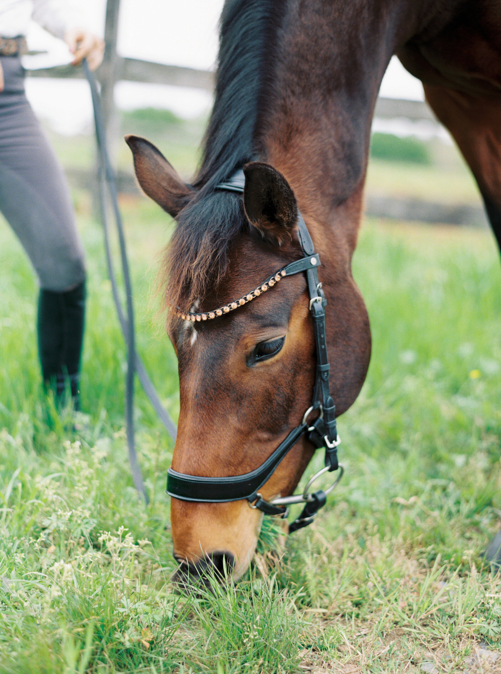 nc-equestrian-photographer-daniellejamesstudios-9