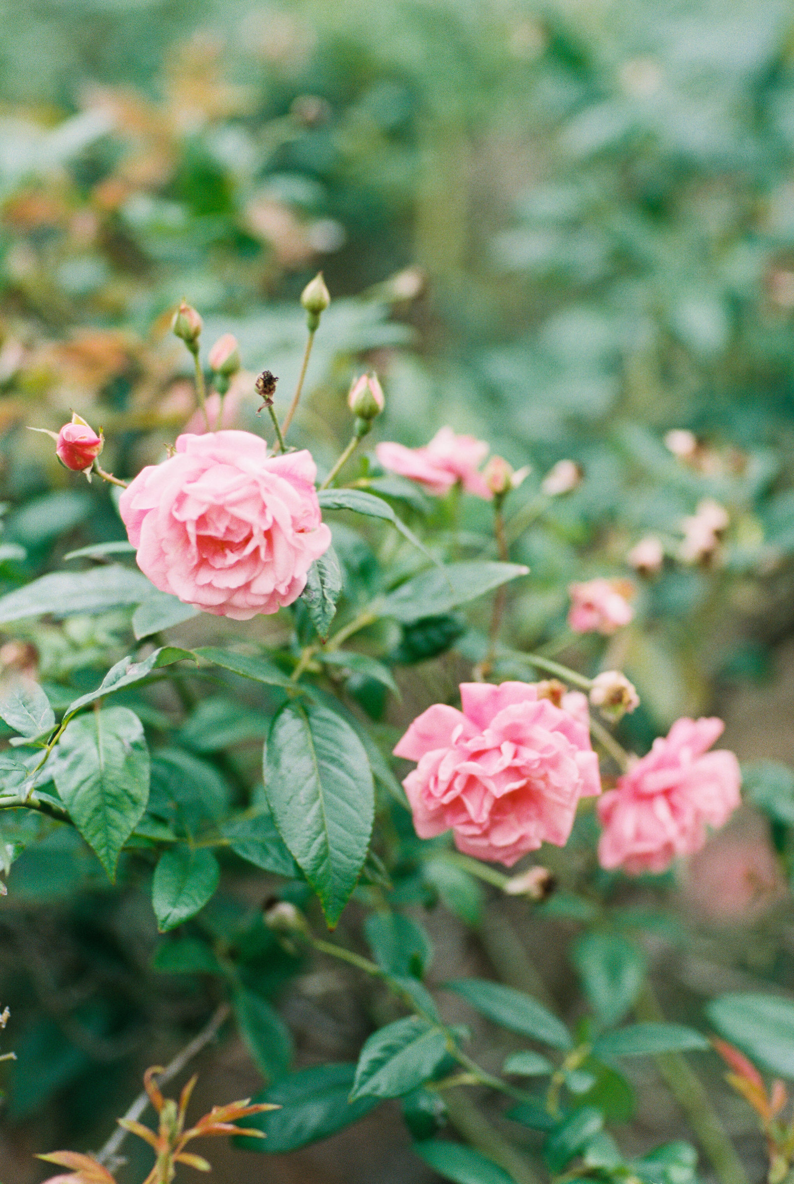 rachaelosbornphotography_shelby--9