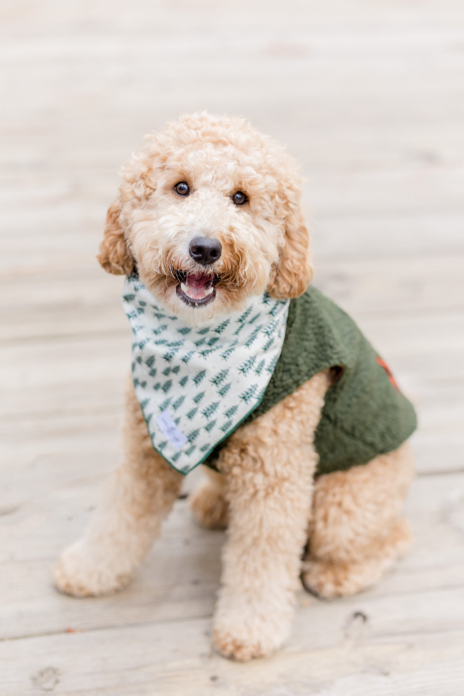 The Beloved Pup Photo Studio - Birmingham, Alabama Commercial Dog Photographer 7