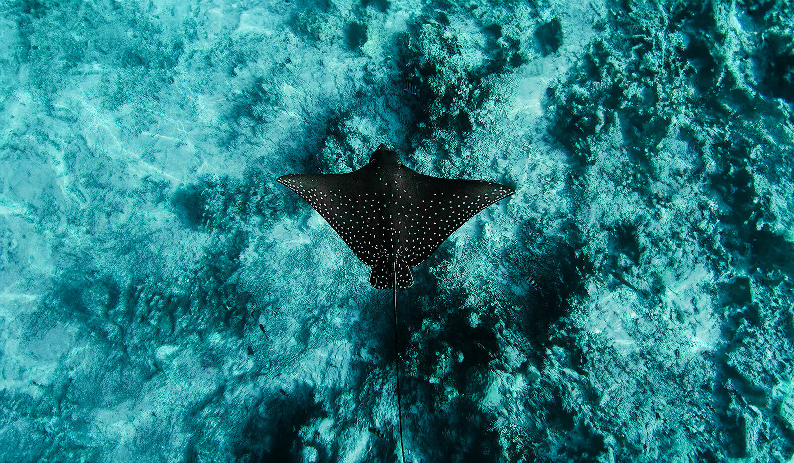 Stingray gliding through turquoise water, symbolizing financial freedom, ease, and effortless business growth. Achieve clarity and control over your business finances with expert bookkeeping services designed for aspiring 7-figure entrepreneurs. Eliminate stress, streamline your finances, and focus on scaling your business with confidence. Start today with your Financial Health Check-up Guide.