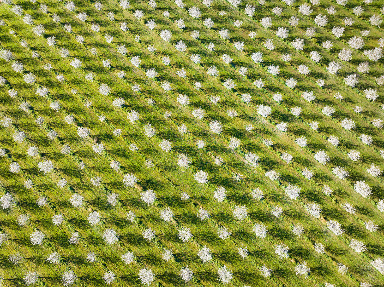DJI_0932