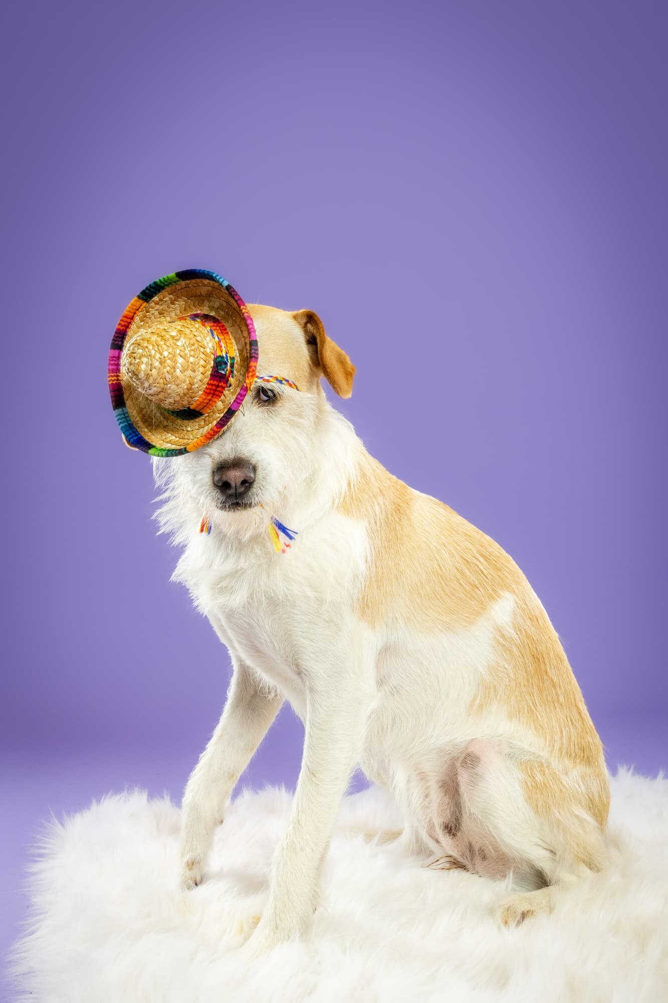 The Beloved Pup Photo Studio - Birmingham, Alabama Dog and Pet Photographer Portfolio 31