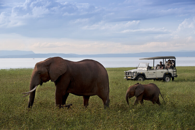 Elephants at Bumi - Zimbabwe