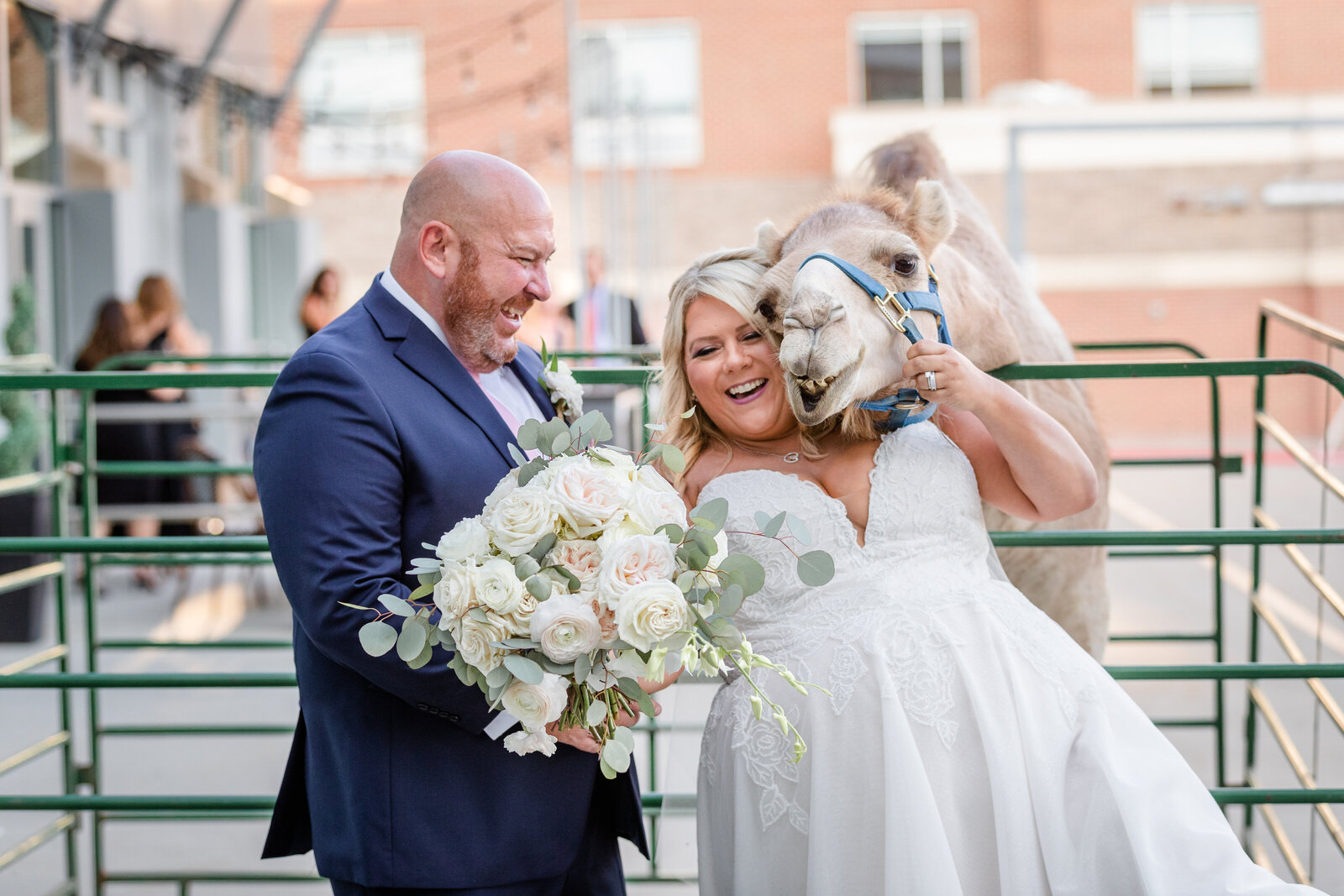 Photojournalism photo of bride and groom with a donkey