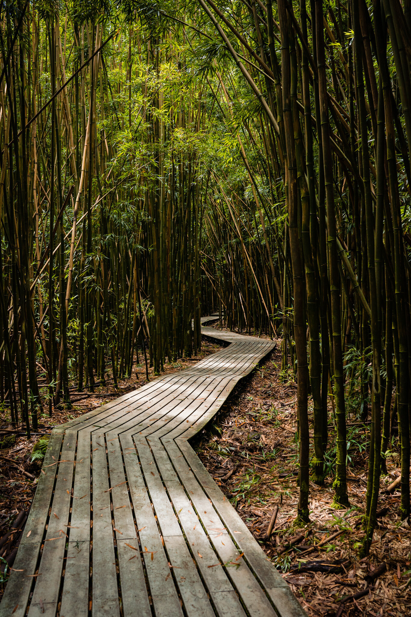 Maui-CP-WEB-220423-292
