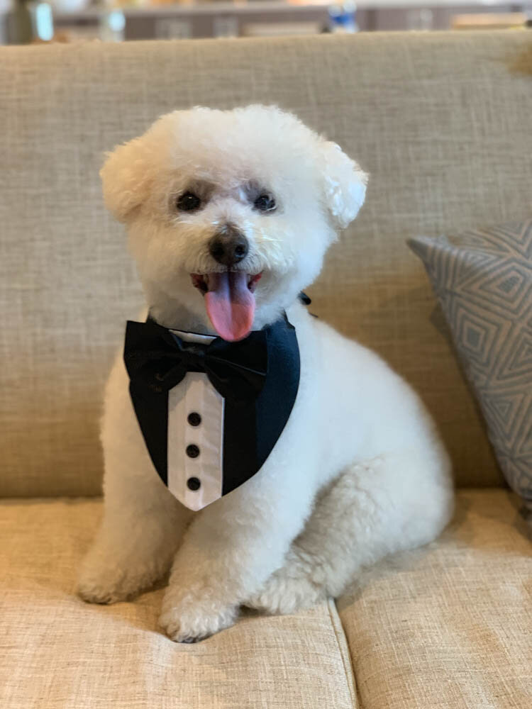 a white dog with a black wedding tuxedo on