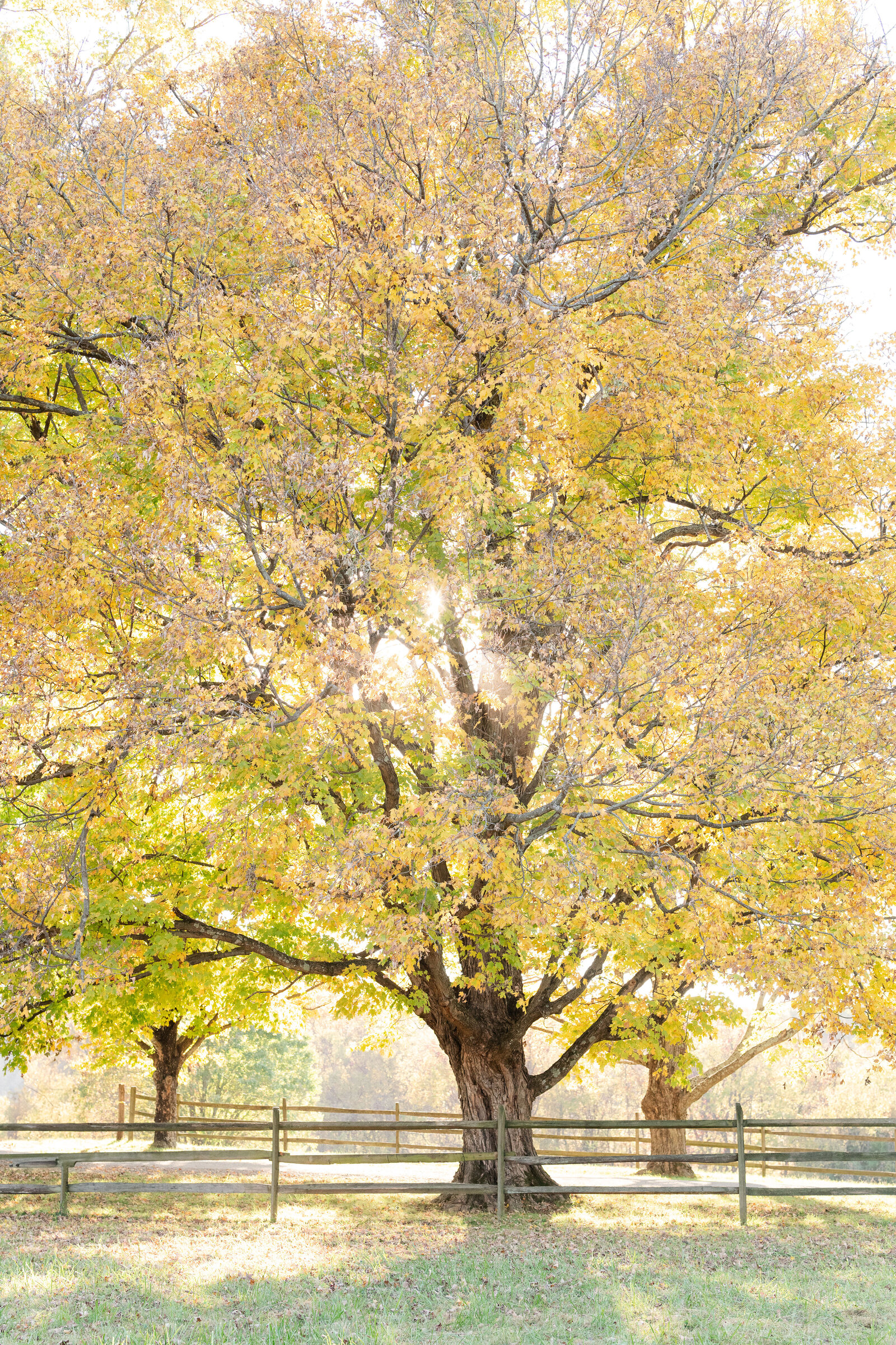 JuliaSummers_FallMinis_24_222053