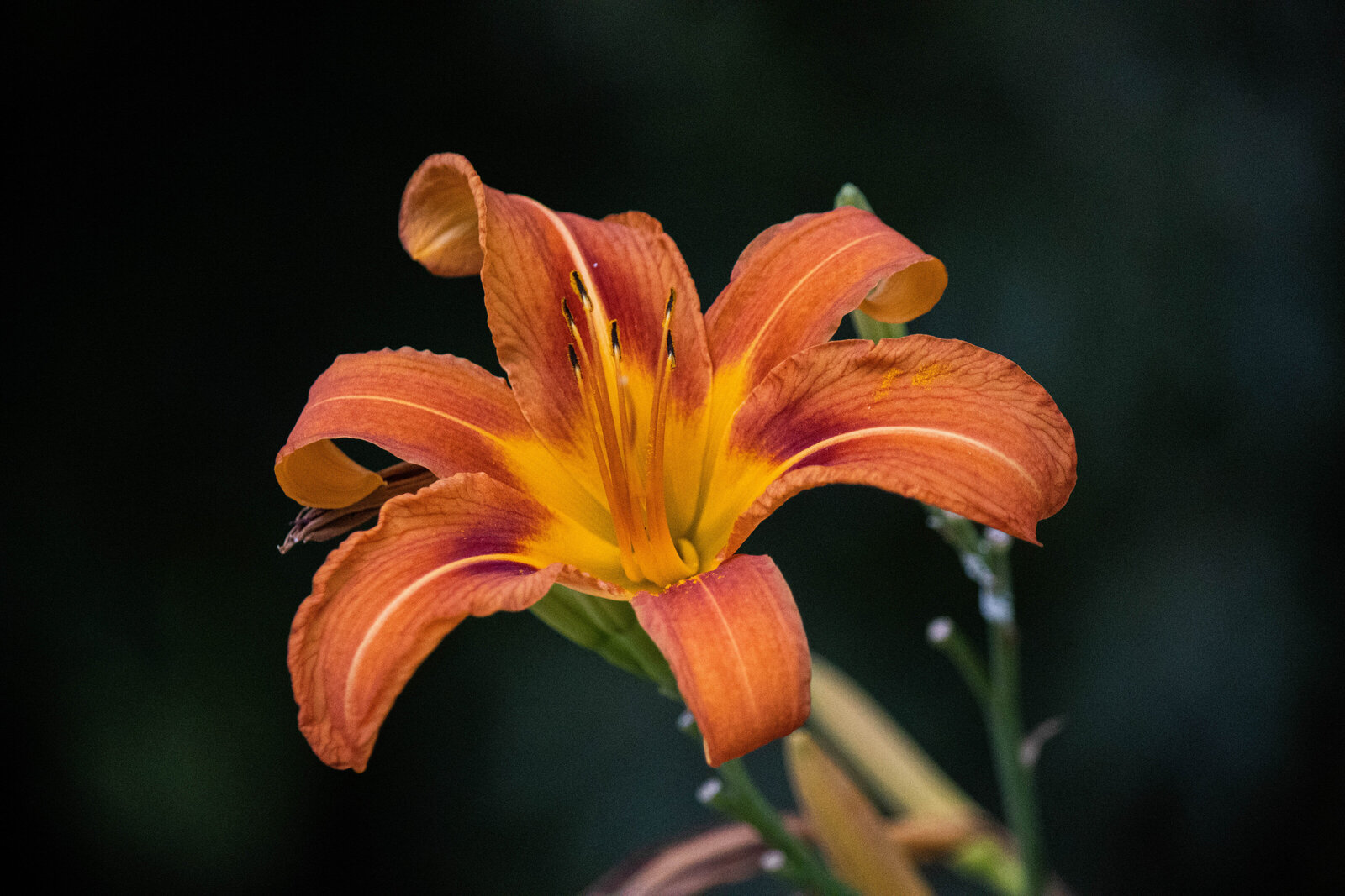 Georgia Flower Lily2_Beastbird Media