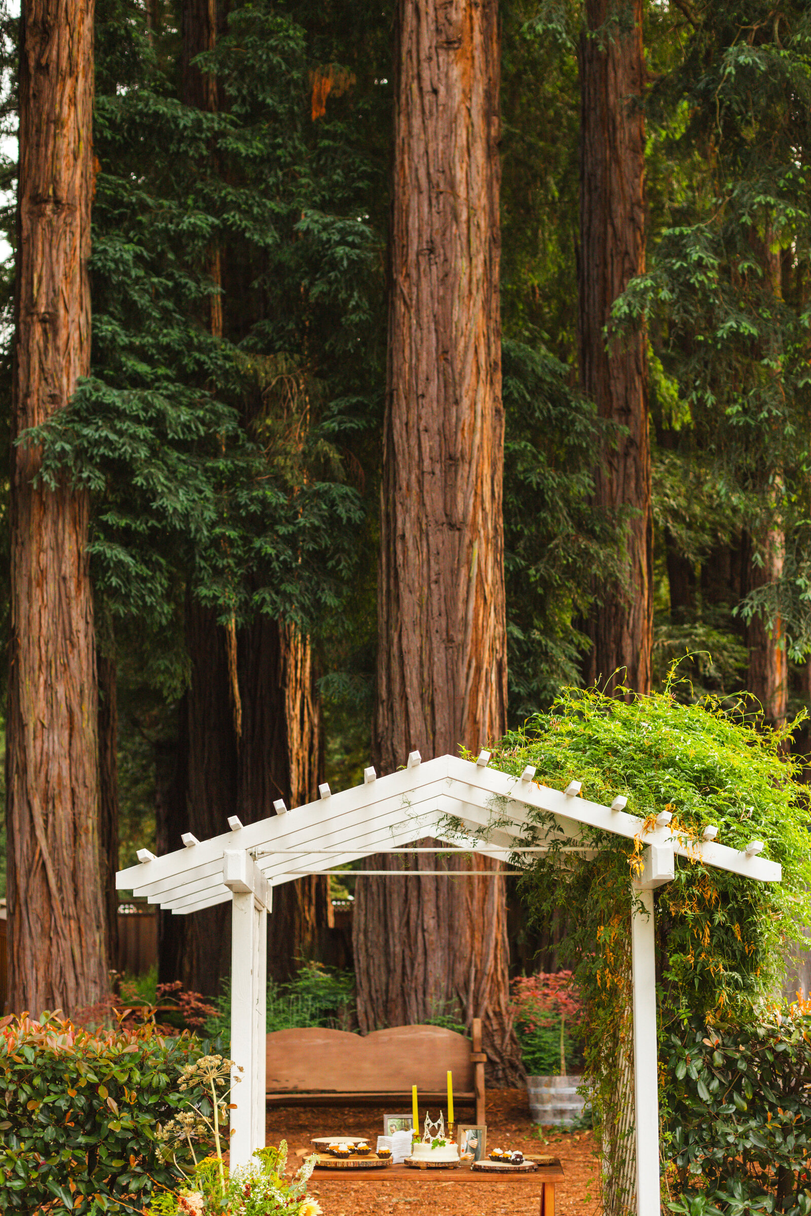 Redwoods Wedding 148