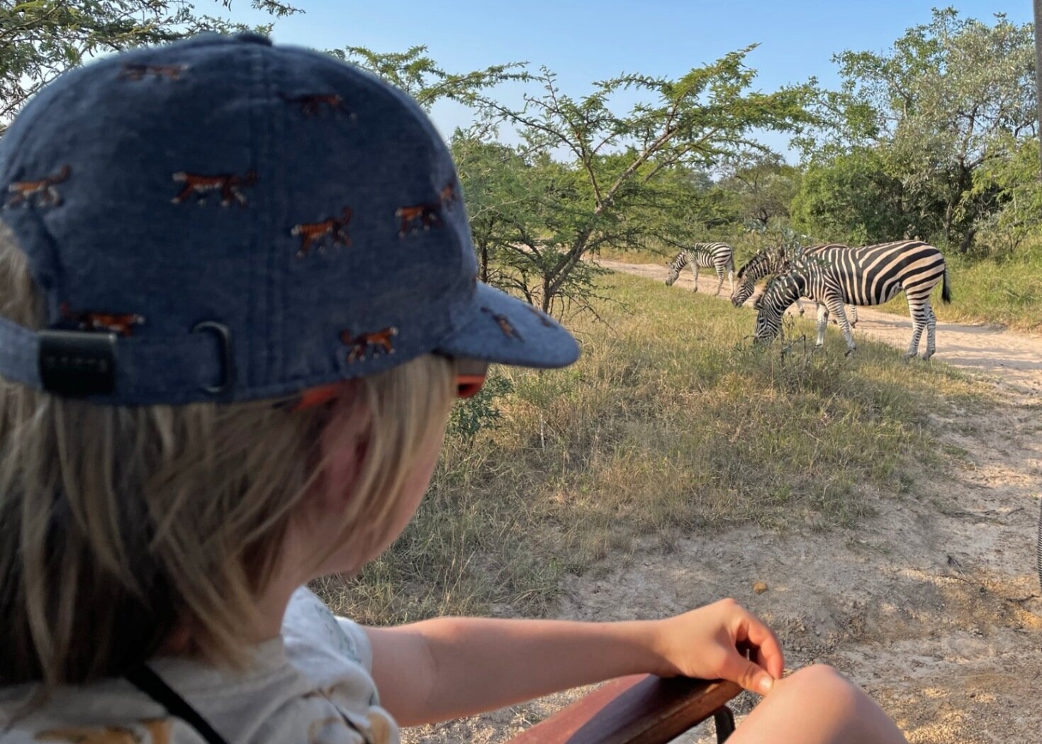 Reis met Kinderen Zuid-Afrika safari zebra