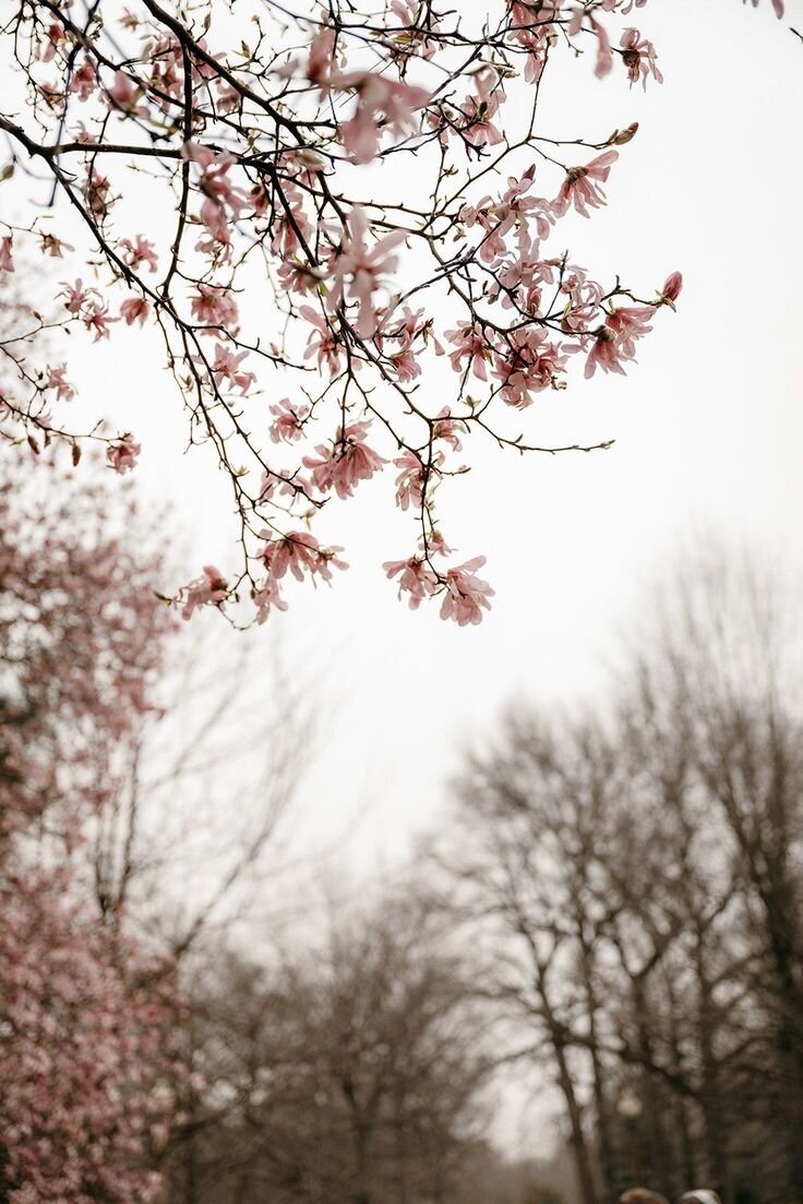 flowers1