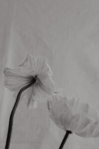 kaboompics_minimalist-flower-backgrounds-floral-compositions-white-fabric-abstract-30289