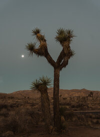 Joshua Tree national park.1