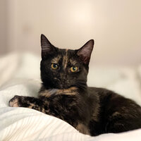Stella