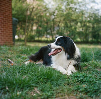 Miniature Australian Shepherd