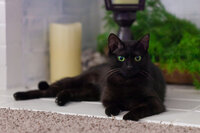 Black Cat with Green Eyes