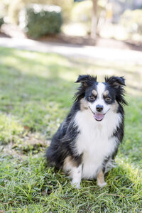 fallback shared on Invalid Date | Shelby's dog Jasper