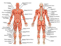 https://static.showit.co/186/69pVn5ebQq22q5MjHYknLg/shared/muscle-therapy-and-massage.jpg