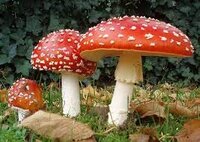Mushroom