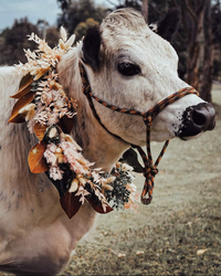 cow 4