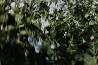 blurry bluebells-7