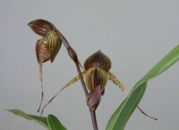 Dancing Light Orchid Essence -  The Way Less Traveled essence