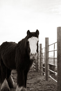 Dodger is a stunning  Gypsy stallion that has it all ... conformation, bone, and hair.