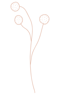 Pink illustration of wildflower