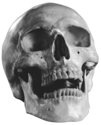 human skull