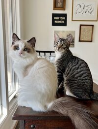 two cats together