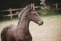 Paardenfotograaf in Beringen, Limburg