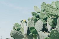 pixasquare.com-cactus-plant-04656-2