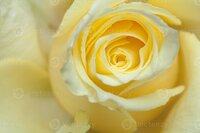 pale-yellow-rose-background-photo