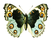 butterfly 39