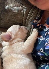 Cream colored french bulldog sleeping