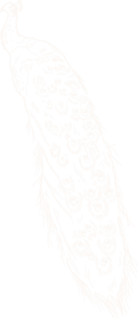 hand illustrated peacock