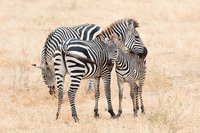 tanzania-african-safari-wildlife-photography