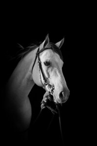 Horse Hoofs