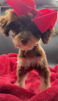 Toy poodle puppies for sale near me
