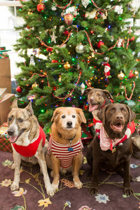 4_dogs_Christmas_2014