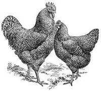 chickens-kaycee-ann-photography-farm-instagram
