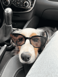 photo de notre chien